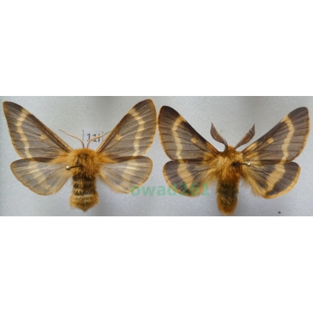 Lemonia dumi (Linnaeus, 1761) pair Czech11l